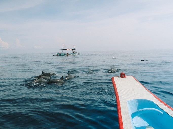 Pozorování koupání s delfíny na Bali