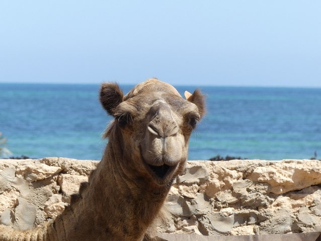 Velbloud, Tunisko